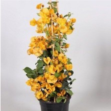 Die Grup Gardenbox Sarı Renkli Begonvil Fidanı, Bougainvillea, Çiçekli Bodur Bitki