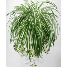 Die Grup Nura Botanik Kurdela Çiçeği Fidanı, 40-60CM, Saksılı