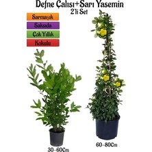 Die Grup Nura Botanik Kokulu Defne Çalısı Fidanı + Sarı Yasemin Çiçeği Fidanı 2'li Bahçe Peyzaj Seti