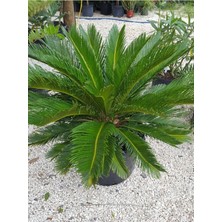 Die Grup Serada Decor & Plant Formlu Cycas Revoluta Sikas Japon Sago Palmiyesi 70-100CM Canlı Iç Dış Mekan Bitkisi