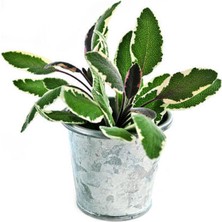 Die Grup Gardenbox Adaçayı Fidanı, 40-60 Cm, 1 Adet Saksılı, Iç Dış Mekan Bitkisi, Salvia Officinalis