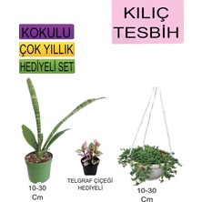 Die Grup Gardenbox 3'lü Set Kılıç Bitkisi, Beyaz Kalanşo, Kırmızı Gül Fidanı, 10-30 cm