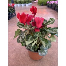 Die Grup Gardenbox Kırmızı Acem Sıklameni Hediyelik Çiçek