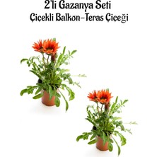Die Grup Serada Decor & Plant Kırmızı Gazanya Çiçeği, 2 Adet Saksılı, 10-20 Cm, Balkon-Teras Çiçeği