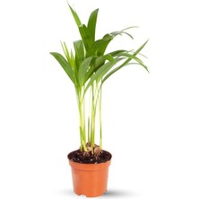 Die Grup Nura Botanik Mini Areka Fidanı, 15-30CM, Saksılı, Iç Mekan Salon Bitkisi