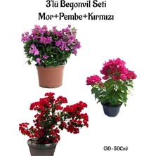 Die Grup Nura Botanik Mor Begonvil + Pembe Begonvil + Kırmızı Begonvil 3'lü Bahçe Peyzaj Seti