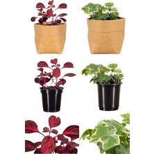 Die Grup Nura Botanik Çingene Şalvarı-Hedera Helix Sarmaşığı, 2 Adet Saksılı, 10-15CM, Iç/dış Mekan Bitkisi