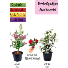 Die Grup Nura Botanik Pembe Oya Ağacı, Arap Yasemini, Kırmızı Gül Fidanı Hediyeli, 3'lü Set