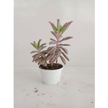 Die Grup Serada Decor & Plant 4'lü Bitki Seti, Yaprak Güzeli, Sukulent, Kaktüs, Telgraf, Aşkın Göz Yaşı, Kokulu Benjamin
