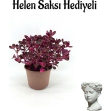 Die Grup Nura Botanik Çingene Şalvarı Çiçeği, Hele Saksı, Mor, Hediyeli