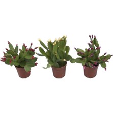 Die Grup Bitkim Sende Yılbaşı Çiçeği, 3 Adet, 6,5 cm Mini Saksı, Iç Mekan Bitkisi