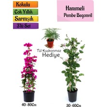 Die Grup Gardenbox Pembe Begonvil, Kokulu Hanımeli Çiçeği, Tül Kuşkonmaz Hediyeli 3'lü Peyzaj Seti