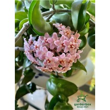 Die Grup Nura Botanik Hoya Mum Çiçeği, Pembe Renk, 30-50 Cm, Sarmaşık Özel Tür