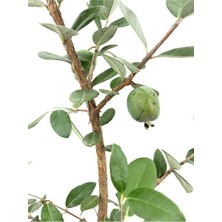 Die Grup Gardenbox Kaymak Ağacı Feijoa Bitkisi Fidanı, Saksılı/tüplü, 40-90 Cm, Bahçe Bitkisi