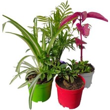 Die Grup Serada Decor & Plant 4'lü Mini Set Kurdele, Buz, Areka, Çingene Şalvarı Çiçeği