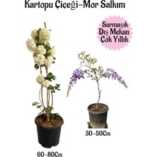 Die Grup Serada Decor & Plant Kartopu Çiçeği ve Kokulu Mor Salkım Saksılı Bahçe Peyzaj Seti, Çok Renkli