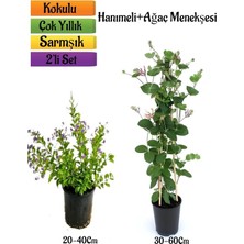 Die Grup Serada Decor & Plant Duranta Mor Ağaç Menekşesi + Kokulu Hanımeli Çiçeği Fidanı 2'li Bahçe Peyzaj Seti