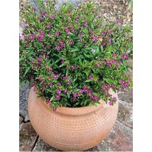 Die Grup Nura Botanik Kufeya Cennet Çiçeği Mor, Cuphea Hyssopifolia, 20-30CM, Iç Mekan Bitkileri