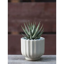 Die Grup Nura Botanik Haworthia Zebrina Yılanderisi Sukulent Bitki, 5.5cm Saksı