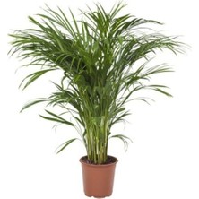 Die Grup Nura Botanik Areka Salon Palmiyesi, 80-120 Cm, Saksılı, Iç Mekan Bitkisi, Chamaedorea Elegans