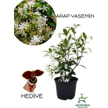 Die Grup Gardenbox Yoğun Kokulu Arap Yasemin Çiçeği, Saksılı, 30-60 Cm, Yaprak Güzeli ile Birlikte