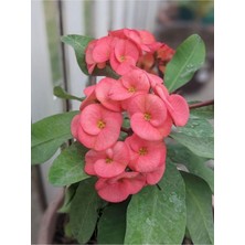 Die Grup Nura Botanik Pembe Milli Dikenler Tacı Saksılı Kaktüs, 20-40 Cm, Euphorbia, Ofis Bitkisi