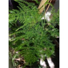 Die Grup Nura Botanik Salon Tülü Kuşkonmaz Bitkisi, 25-40 Cm, Iç Mekan Ev Bitkisi, Asparagus
