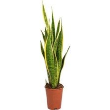 Die Grup Nura Botanik Sansevaria Paşa Kılıç Bitkisi, 1 Adet, 20-30 Cm, Saksılı, Iç Mekan Bitkisi