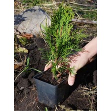 Die Grup Serada Decor & Plant Formlu Leylandi Çam Ağacı Fidanı, 15-30CM, 40 Adet, Tüplü Bahçe Dekorasyon Bitkisi