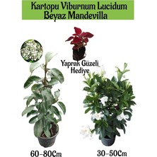 Die Grup Nura Botanik Kartopu Viburnum, Beyaz Mandevilla, Yaprak Güzeli Bahçe Bitkisi Seti, 3 Adet