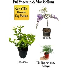 Die Grup Serada Decor & Plant Kokulu Ful Yasemin Çiçeği, Mor Salkım Ağacı Fidanı, Tül Kuşkonmaz Hediyeli Peyzaj Seti, Çok Renkli