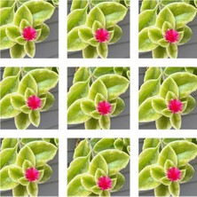 Die Grup Serada Decor & Plant Buz Çiçeği, 25'li Set, 5-15 cm Tüplü, Mezar Yer Örtücü, Mesembryanthemum, Pembe
