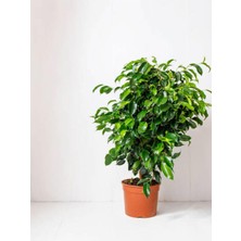 Die Grup Nura Botanik Benjamin Bitkisi, 30-40 Cm, Saksılı, Ev Ofis Bitkisi, Ficus Benjamina