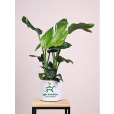 Die Grup Nura Botanik Büyük Boy Bodur Starliçe Regina Saksılı 60-80CM, Strelitzia