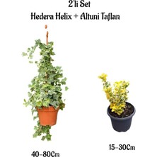 Die Grup Serada Decor & Plant Beyaz Alacalı Hedera Helix Duvar Sarmaşığı + Altuni Taflan 2'li Bahçe Seti