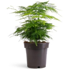 Die Grup Gardenbox Asparagus Setaceus Tül Kuşkonmaz Çiçeği, 1 Adet Saksılı, 15-30CM