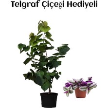 Die Grup Gardenbox Harika Kokulu Mor Leylak Fidanı, Telgraf Hediyeli