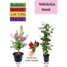 Die Grup Bitkim Sende Pembe Oya Ağacı, Kırmızı Begonvil, Pembe Gül Fidanı Hediyeli, 3'lü Set