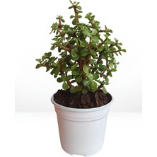 Die Grup Bitkim Sende Portulacaria Afra Yeşim Bitkisi, Dolgun Saksı, Yenilebilir, 20-30 cm