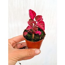 Die Grup Gardenbox 1 Adet Mini Çingene Şalvarı Çiçeği 5-15 cm Tüplü Çiçekli Bodur Bitki Iresine Herbstii