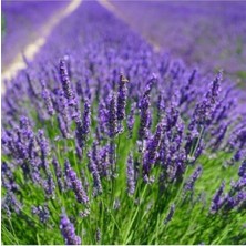 Die Grup Bitkim Sende Kampanyalı Serada Decor&plant Tüplü Yoğun Kokulu Aromatik Lavanta Fidanı