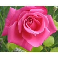 Die Grup Nura Botanik Pembe Yediveren Gül, 25-35 Cm, Saksıda Aşılı Gül Fidanı, Çok Renkli