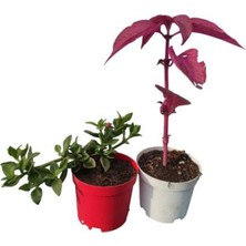 Die Grup Gardenbox 2'li Mini Bitki Seti, Buz Çiçeği ve Çingene Şalvarı Çiçeği