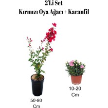 Die Grup Nura Botanik Kırmızı Oya Ağacı Fidanı + Karanfil 2'li Set, Dış Mekan Bitkisi, 50-80 cm