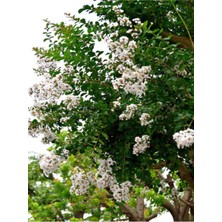 Die Grup Nura Botanik Beyaz Çiçekli Oya Ağacı Fidanı, 40-80 Cm, 1 Adet Saksılı, Lagerstroemia Indica