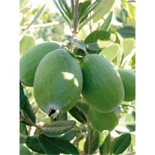Die Grup Serada Decor & Plant Feijoa Kaymak Ağacı Fidanı, 50-80 Cm, Saksılı, Bahçe Bitkisi