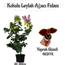 Die Grup Nura Botanik Kokulu Leylak Ağacı Fidanı, 30-60 Cm, Saksılı, Yaprak Güzeli Çiçeği Hediyeli