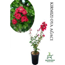 Die Grup Gardenbox Kırmızı Oya Ağacı Fidanı, Saksılı, 30-60 Cm, Çiçekli Ağaç