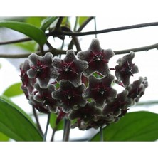 Die Grup Mum Çiçeği (Siyah) Renk Kokulu Hoya Carnosa Black Ev Ofis Salon Bitkisi., BTS05032025BYB19