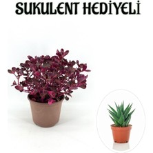 Die Grup Nura Botanik Çingene Şalvarı Bitkisi, Iresine Herbtis Sukulent Hediyeli, Çiçekli Bodur Bitki